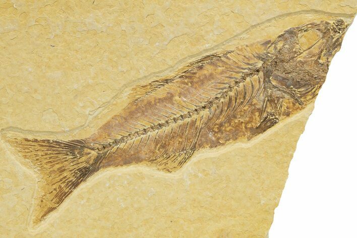 Bargain, Uncommon Juvenile Fish Fossil (Mioplosus) - Wyoming #329562